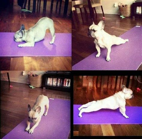 french bulldog yoga  images animal yoga dog yoga dog  yoga