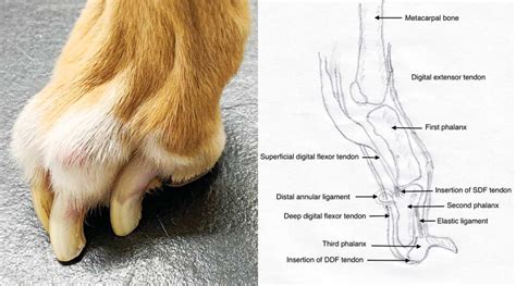 tendonectomy offers relief  chronic corns  sighthounds veterinary practice news canada