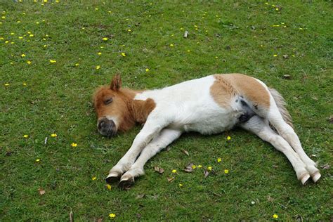 guide  horses   sleeping habits