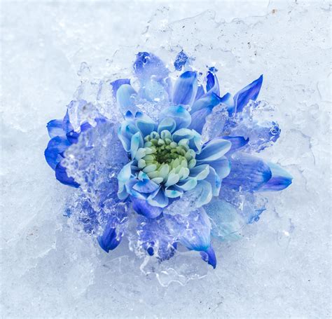ice flower  behance