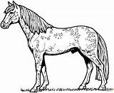 Ausmalen Pferdebild Pferde Ausdrucken Appaloosa sketch template
