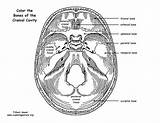 Cranial Cavity sketch template
