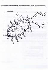 Prokaryote Prokaryotic sketch template
