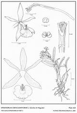 Hágsater Epidendrum Difforme Epidendra Lopez Sánchez 2001 Drawing Type Website Group sketch template