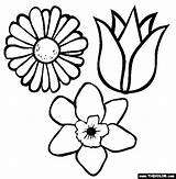 Flowers Coloring Pages Thecolor sketch template
