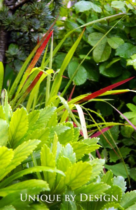 green plants  red stems  leaves   foreground surrounded