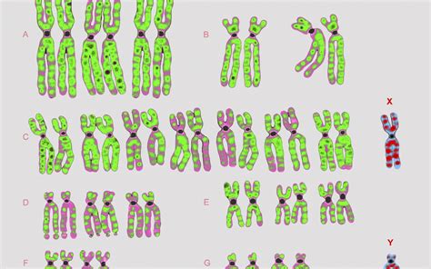 sex isn t chromosomes the story of a century of misconceptions about x and y