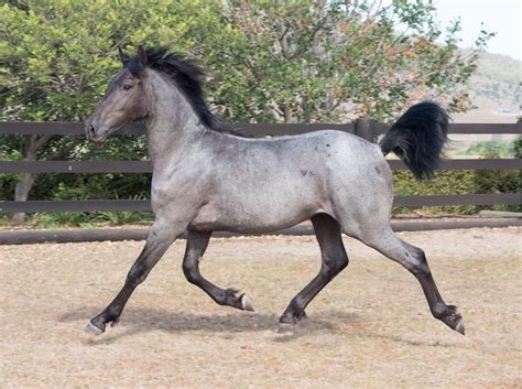 blue roan   trot horse  horse pictures horses