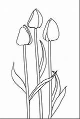 Tulip Flower Coloring Pages Outline Getdrawings Printable Sheet Template sketch template