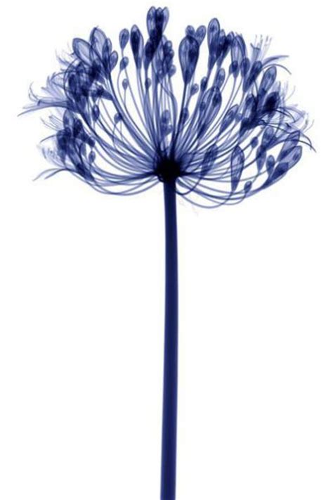 Charming X Rays Of Flowers 19 Pics