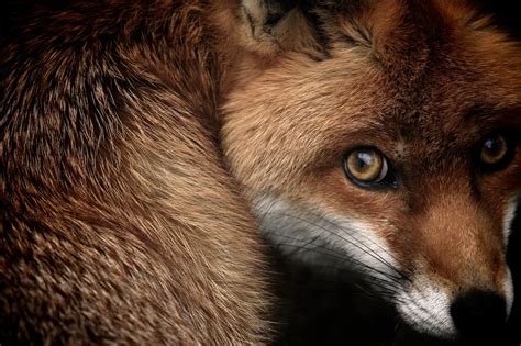 british wildlife photography awards celebrates ten years   show