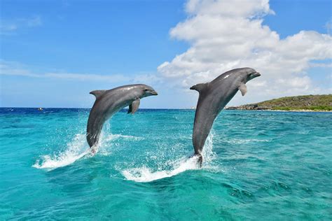 gezondheid van dolfijnen dolphin academy curacao