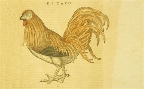 capons are chickens without their testes a forgotten delicacy or