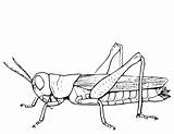 Grasshopper Coloring Printable Pages Animals sketch template
