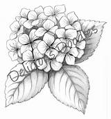 Hydrangea Lilac Flower Hortensia Hydrangeas Dipingere Hortensias Tattoos Pinturas sketch template