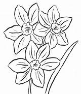 Daffodil Samanthasbell Printables Colour sketch template