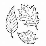 Coloring Pages Leaves Tree Kids Print sketch template