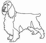Springer Coloring Spaniel English Pages Getcolorings sketch template