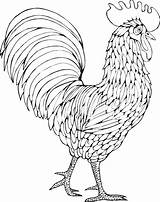 Rooster Chicken Drawing Painting Coloring Line Drawings Pages Patterns Roosters Adult Easy Chickens Crafts Color Colouring Stencil Printable Burning Wood sketch template