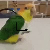 parrot stick gif parrot stick arms discover share gifs