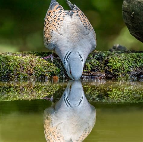 banco de imagens animais selvagens reflexão bico fauna pato