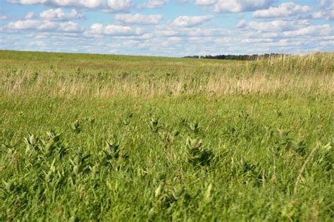 granted prairie grass
