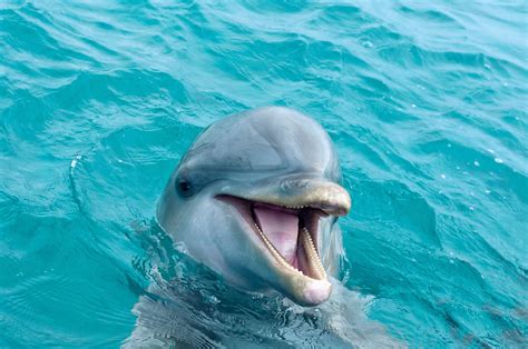 reasons  dolphins    sea creatures mystart