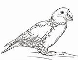 Kea Coloring Pages Categories Template Zealand Animals sketch template