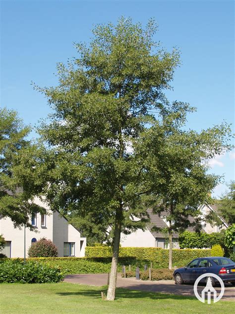 alnus glutinosa laciniata schwarzerle boomkwekerijen  van den