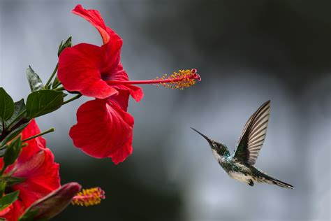 attract hummingbirds green side  garden gifts