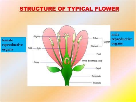 reproduction in flowering plants sexual reproduction