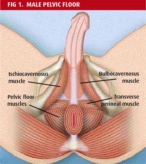 Figure 1 From Pelvic Floor Muscle Exercises For Men