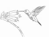 Coloring Hummingbird Pages Bird Outline Humming Printable Hummingbirds Drawing Sketch Categories Paper sketch template