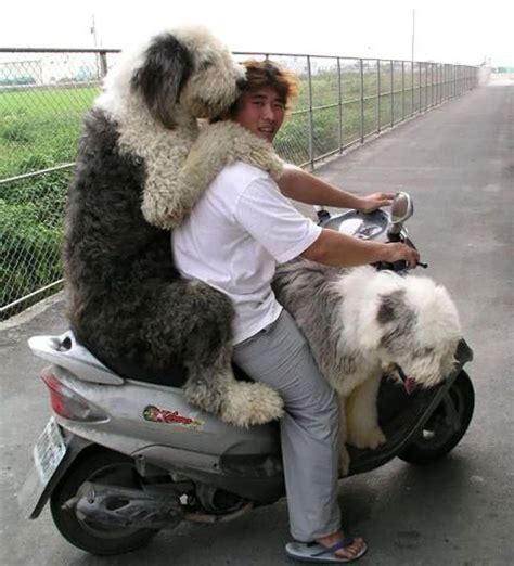 18 funny weird crazy people on motorcycles bike reckon talk
