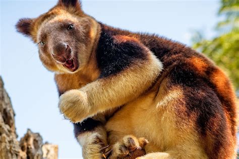 Watch The Kangaroos Who Mastered The Art Of Climbing Trees