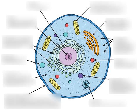 eukaryotic cell diagram riset