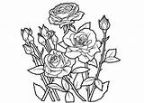 Coloring Pages Rose Roses Adults Print Realistic Color Derrick Sheets Teenagers Cartoon Printable Getdrawings Colorings Flower Getcolorings Index Kids Colouring sketch template