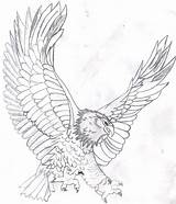 Eagle Coloring Bald Pages Color Kids Drawing Realistic Soaring Flying Printable Template Mandala Head Eagles Line Harpy Colouring Adult Sketch sketch template