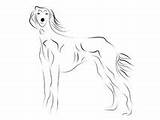 Saluki Clipart Designlooter Dog Drawing Hand Stock sketch template