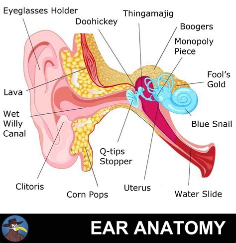 anatomy   ear gomerpedia