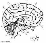 Unlabeled Brain Drawing Diagram Getdrawings sketch template