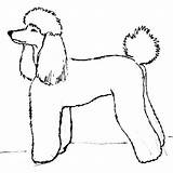 Poodle Updownsites sketch template