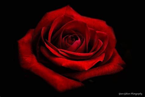 Dark Red Rose Photo Red Rose Photograph Rose Fine Art