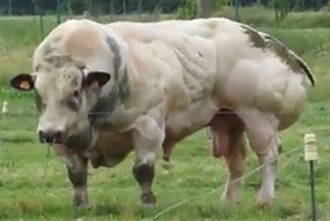 World S Strongest Bull Genetic Mutation Creates