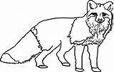 Nocturnal Animals Coloring Pages Getdrawings Getcolorings sketch template