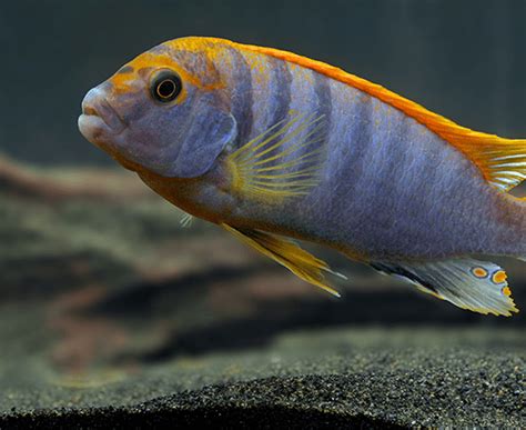 Red Top Hongi Labidochromis Sp Imperial Tropicals