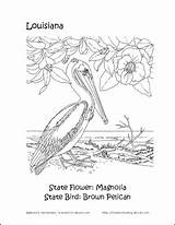 Louisiana Coloring Pages State Flower Printables History Crossword Word Search Choose Board Homeschooling Bird sketch template