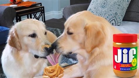 give  dog peanut butter