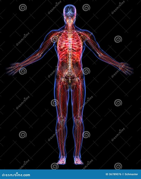 anatomia del ser humano stock de ilustracion ilustracion de sano