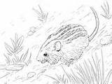 Coloring Dormouse Striped Mouse Berries Eating sketch template